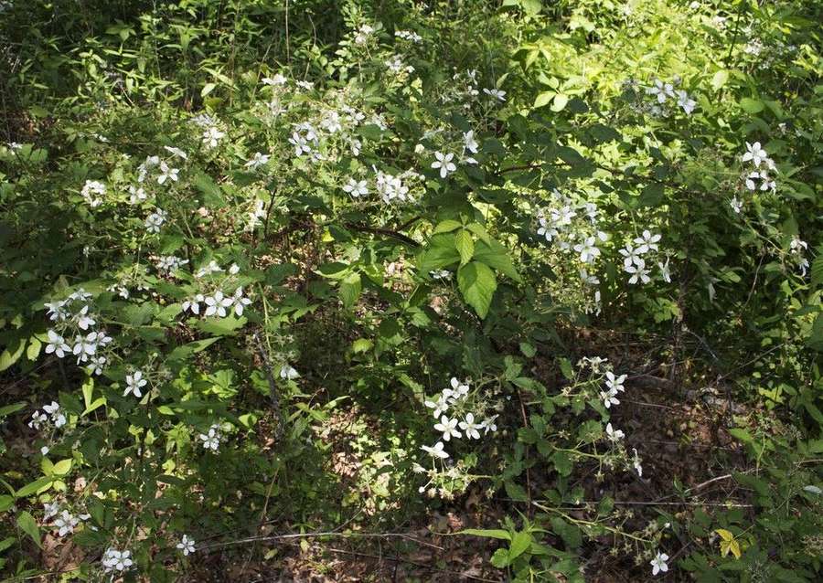 Allegheny Blackberry (Rubus allegheniensis)