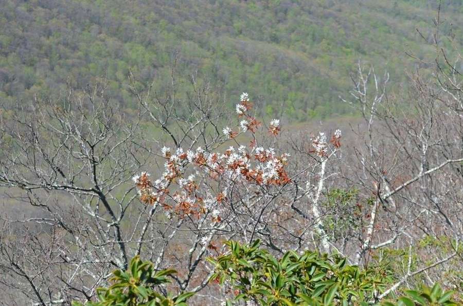 Allegheny Serviceberry in flower