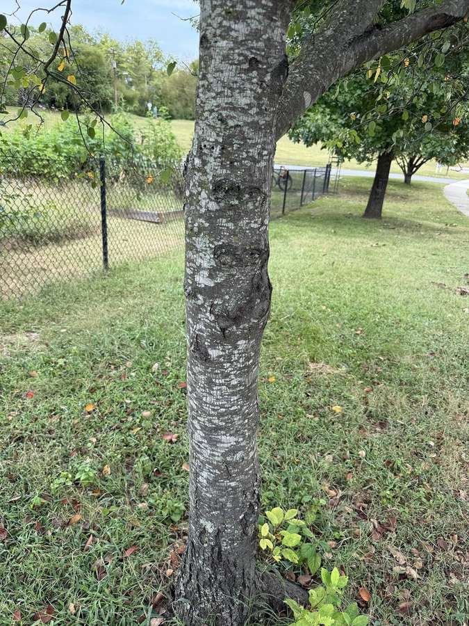 Allegheny Serviceberry (Amelanchier laevis)