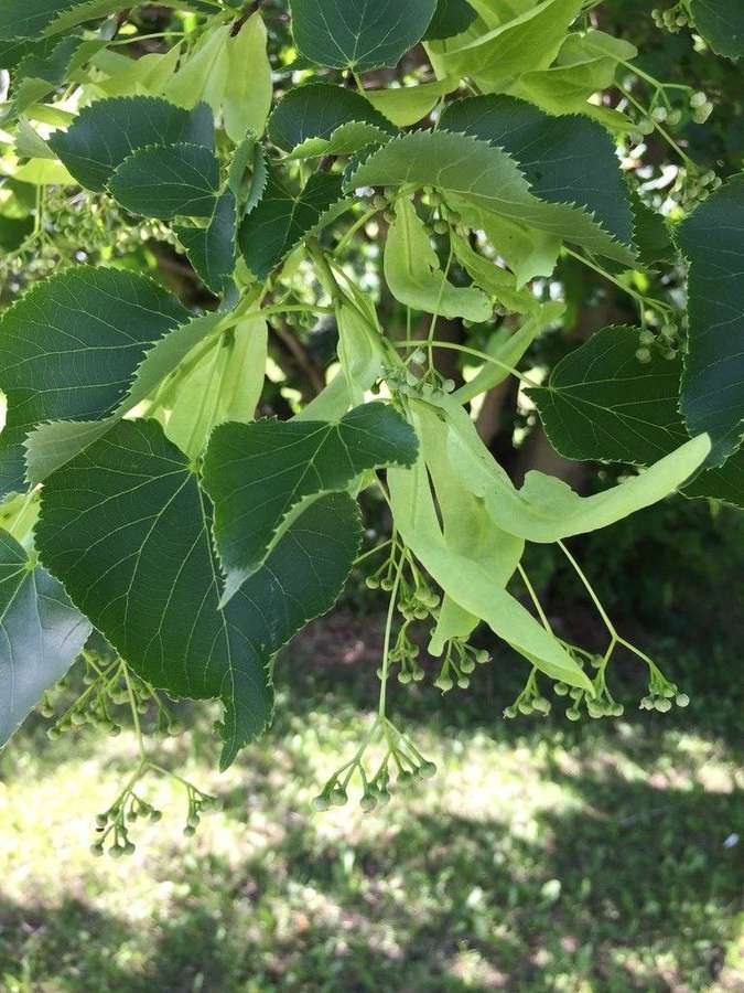 American Basswood (Tilia americana)