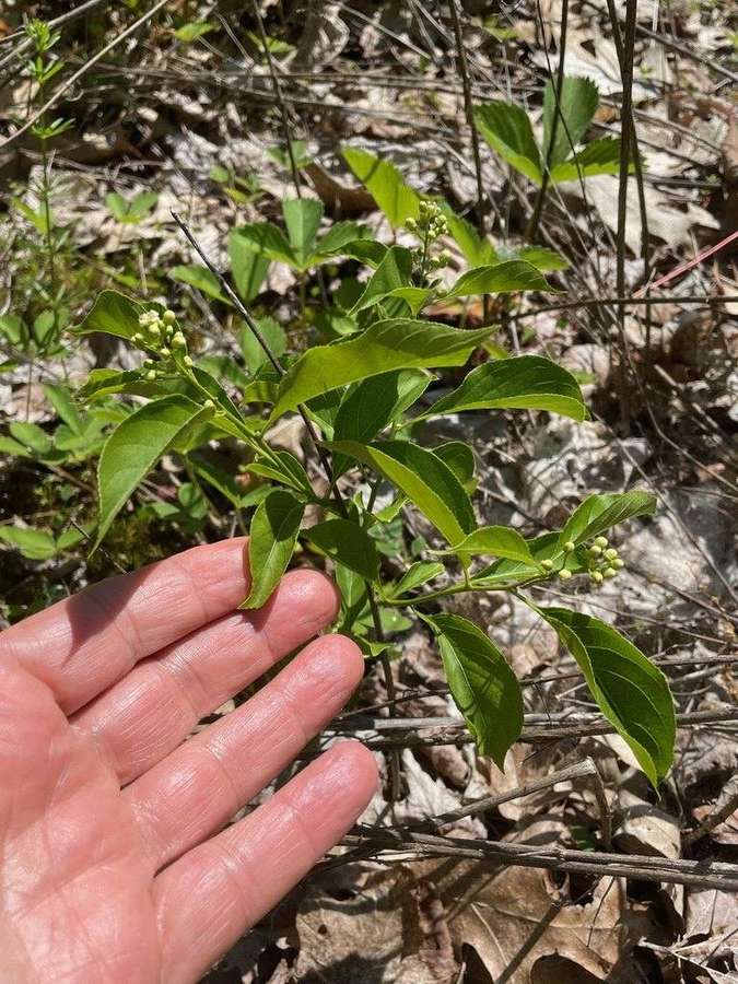 American Bittersweet (Celastrus scandens)