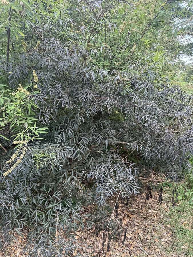 American Elderberry (Sambucus nigra ssp. canadensis)