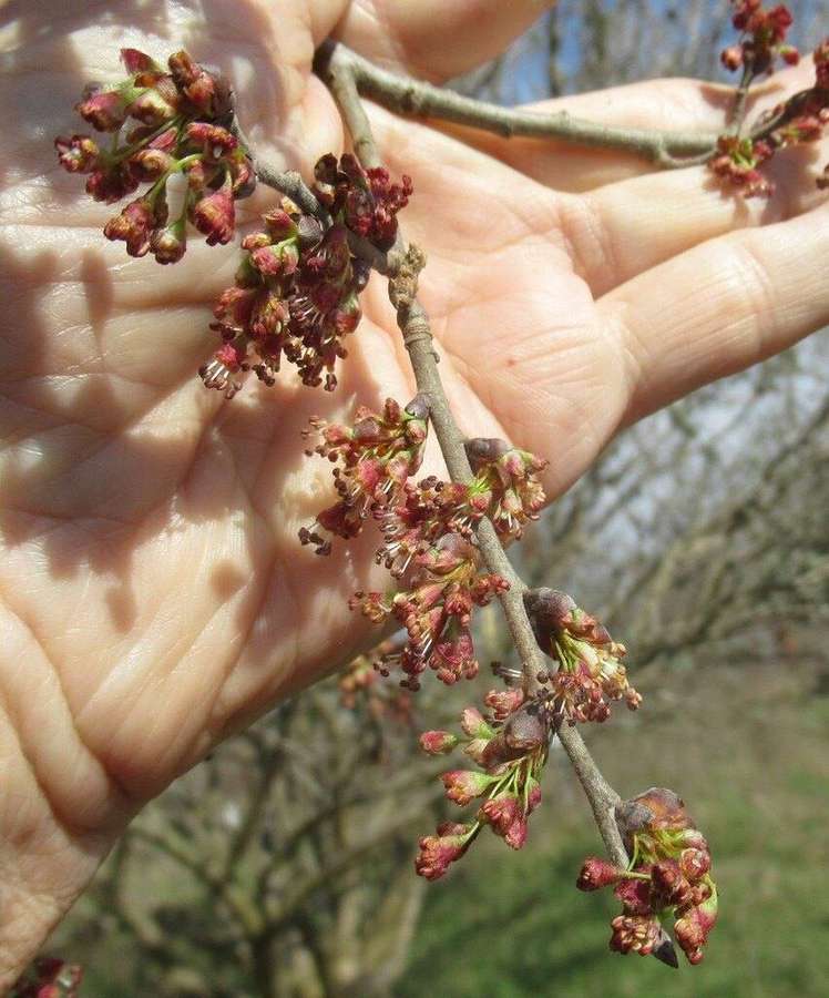American Elm in flower