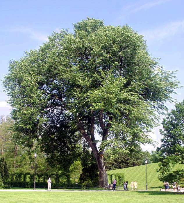 American Elm (Ulmus americana)