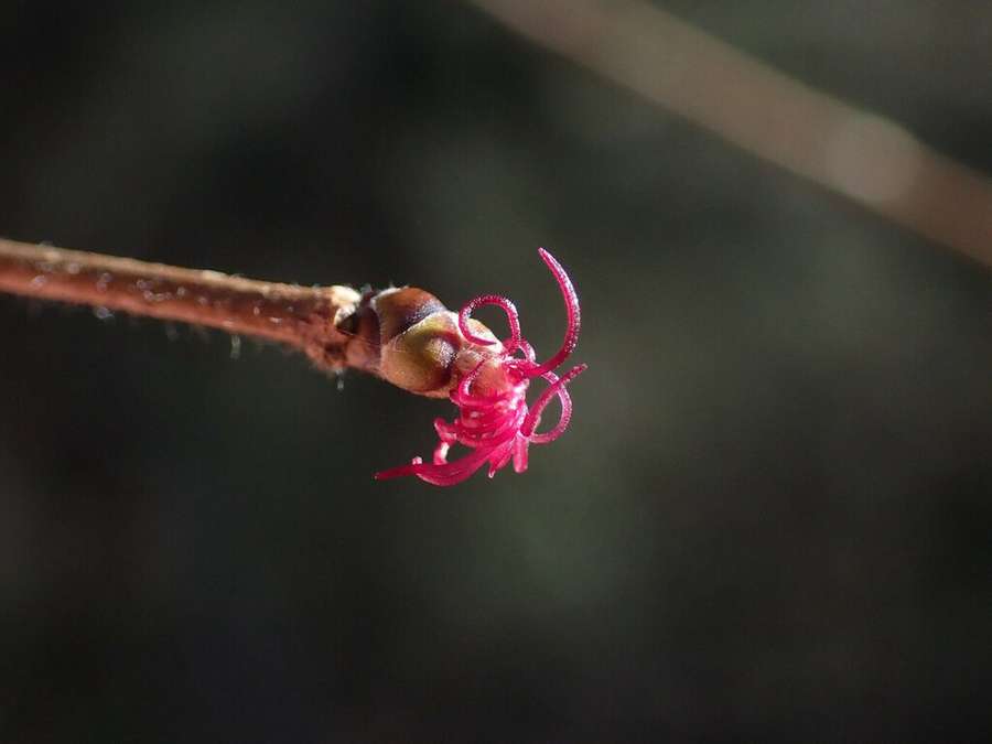 American Hazelnut (Corylus americana)