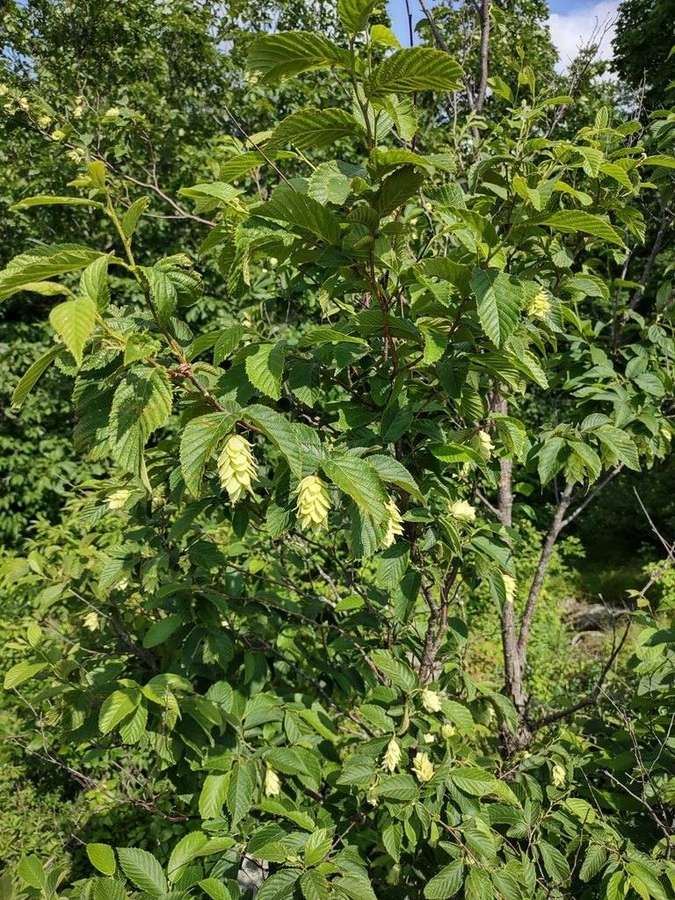 American Hophornbeam in flower