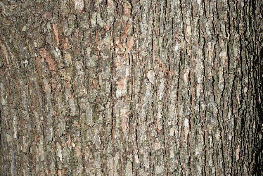 American Hophornbeam (Ostrya virginiana)