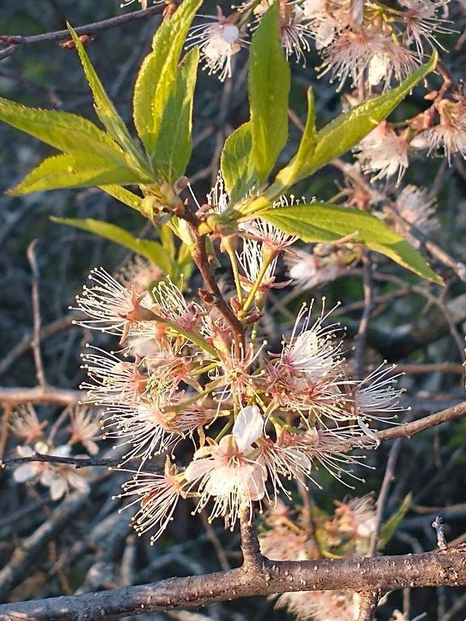 American Plum (Prunus americana)
