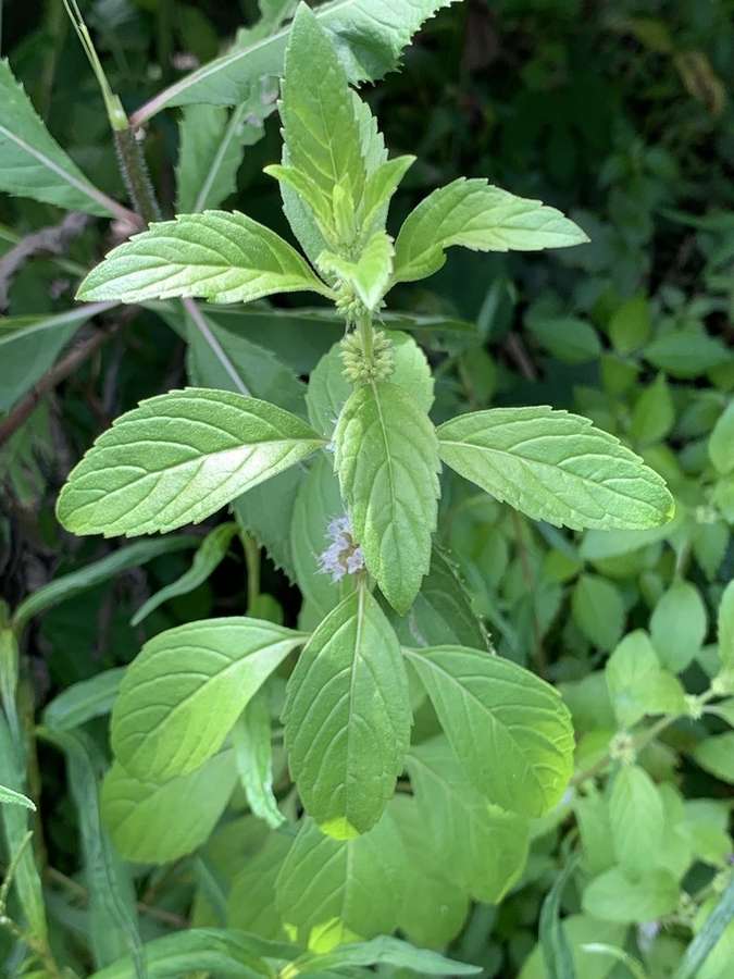American Wild Mint (Mentha arvensis)