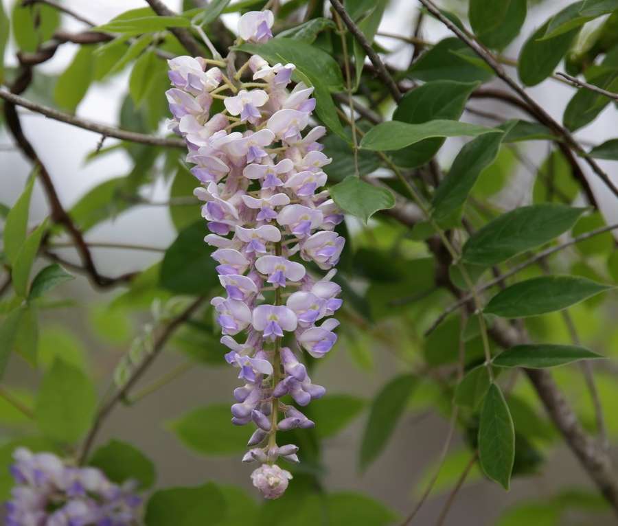 American Wisteria (Wisteria frutescens)