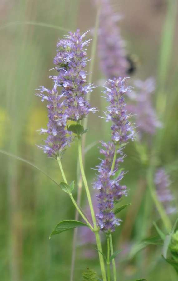 Anise Hyssop in flower