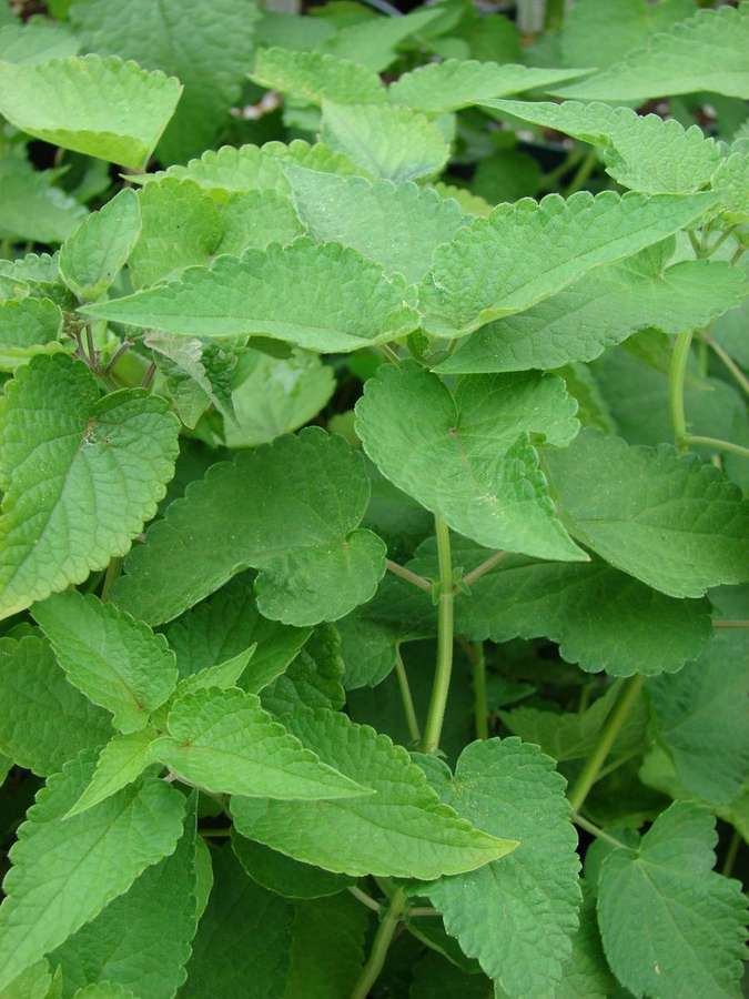 Anise Hyssop (Agastache foeniculum)