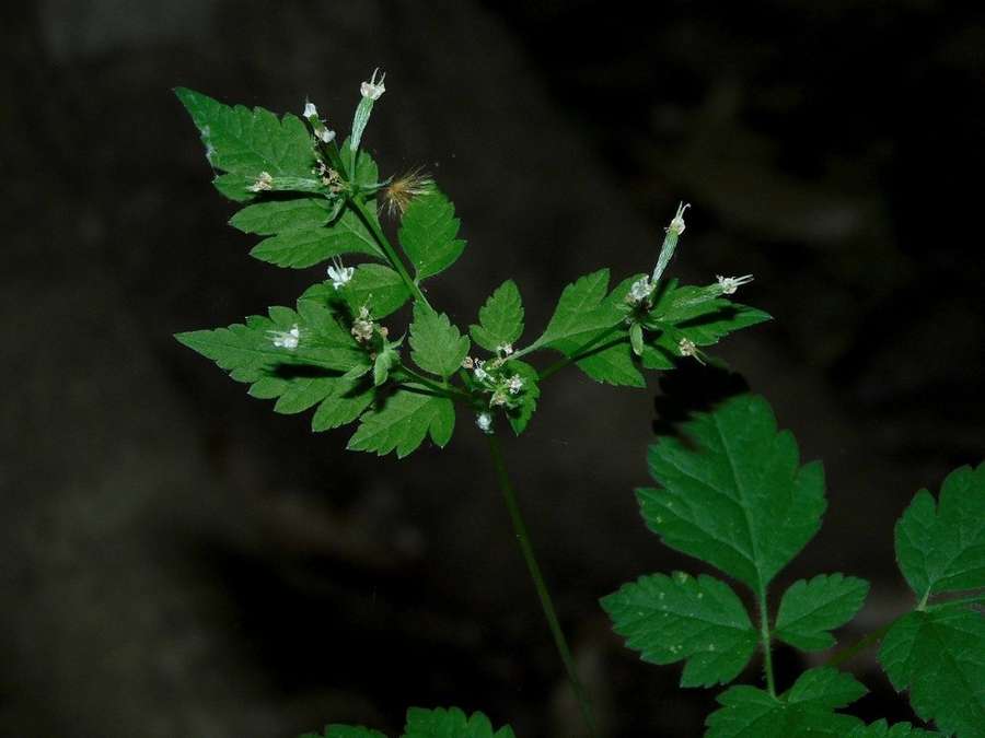 Aniseroot (Osmorhiza longistylis)