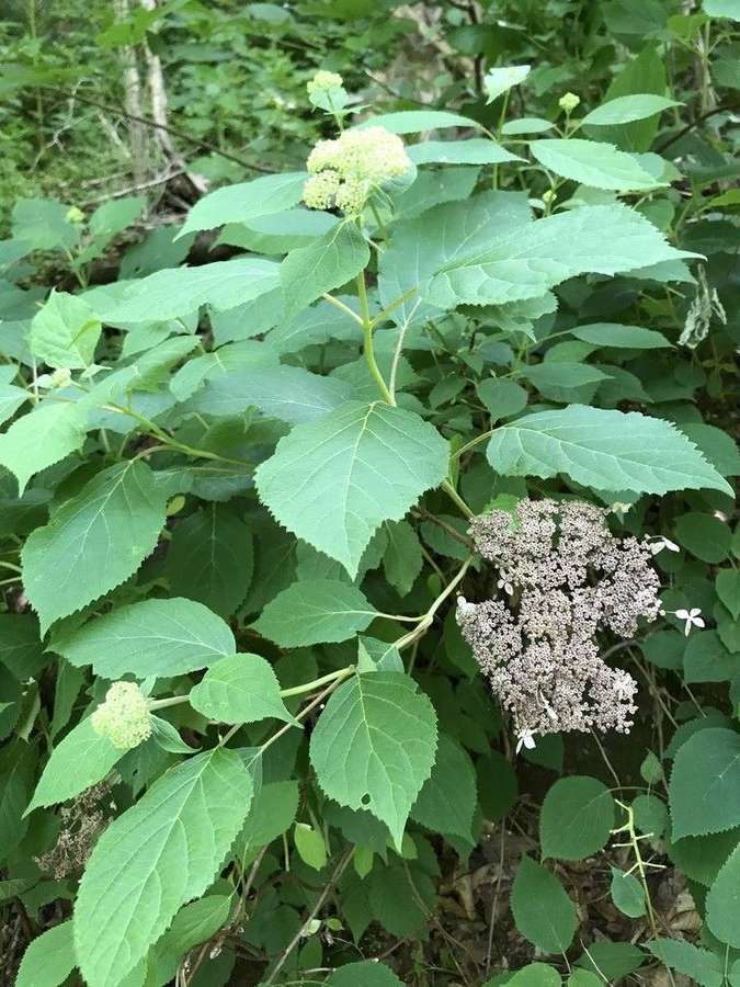 Annabelle Hydrangea in flower