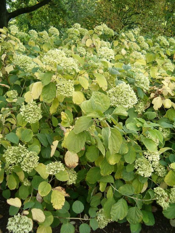 Annabelle Hydrangea (Hydrangea arborescens)