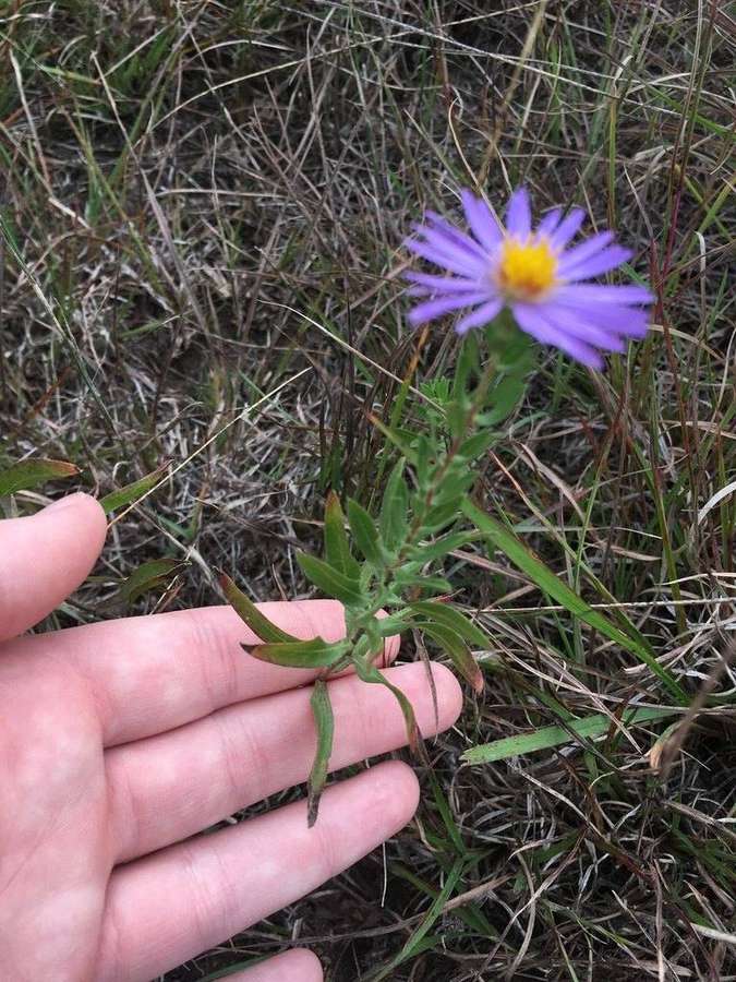 Aromatic Aster (Symphyotrichum oblongifolium)
