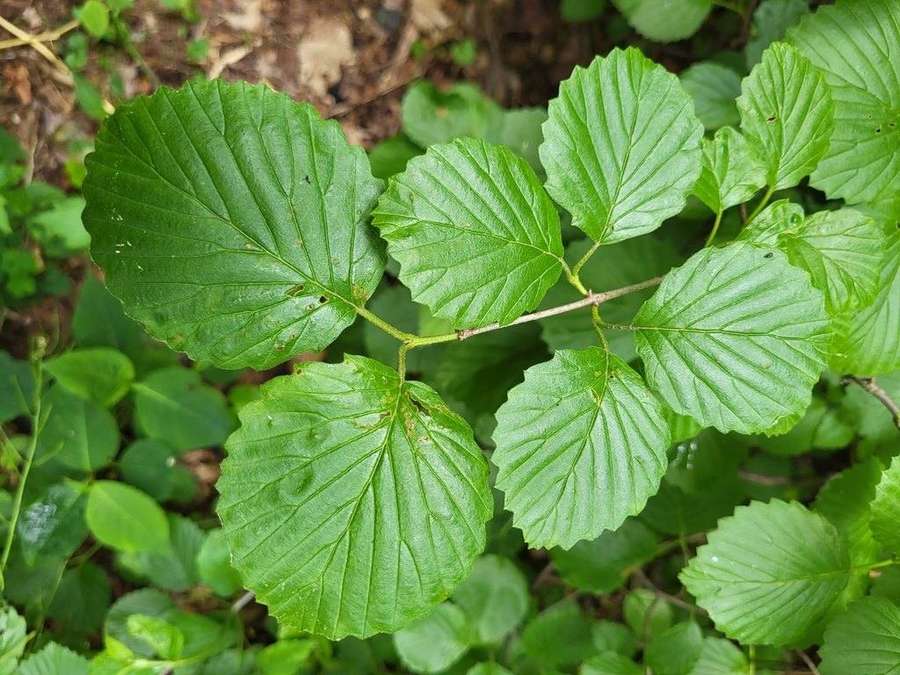 Arrowwood (Viburnum dentatum)