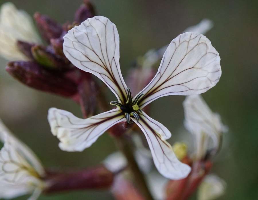 Arugula in flower