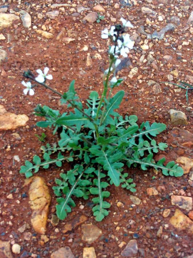 Arugula (Eruca vesicaria)