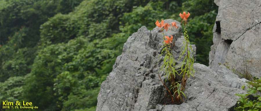 Tiger Lily in flower