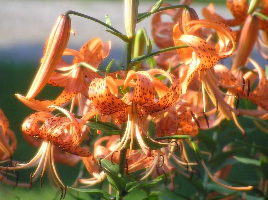 Tiger Lily (Lilium lancifolium)