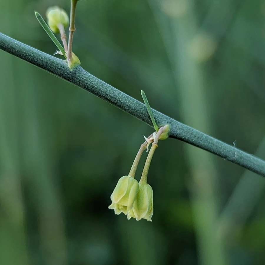 Asparagus in flower