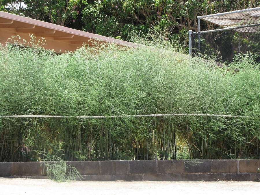Asparagus (Asparagus officinalis)
