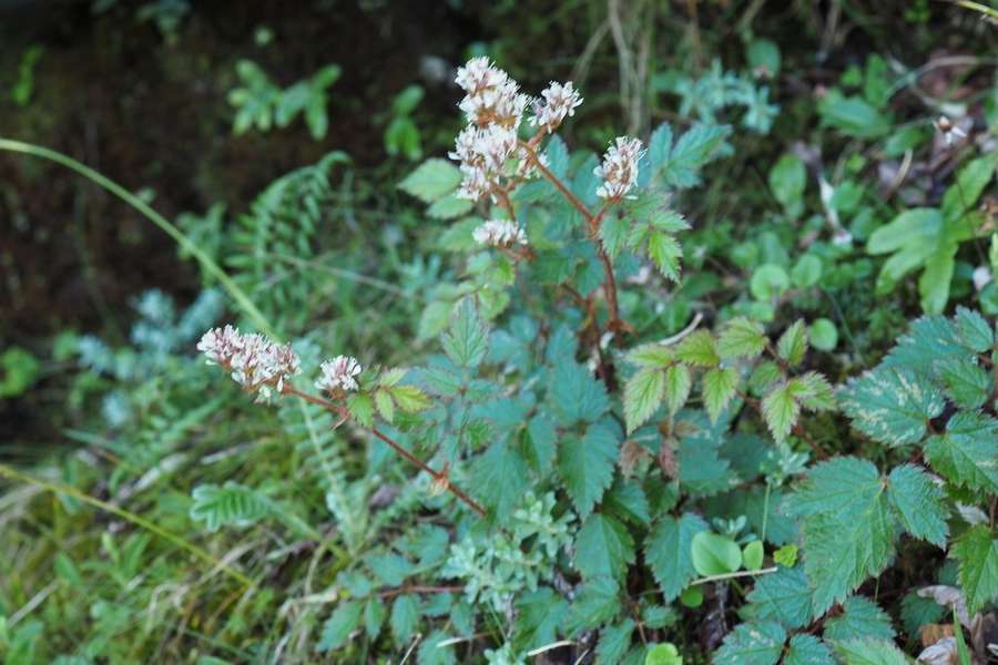 Astilbe (Astilbe chinensis)