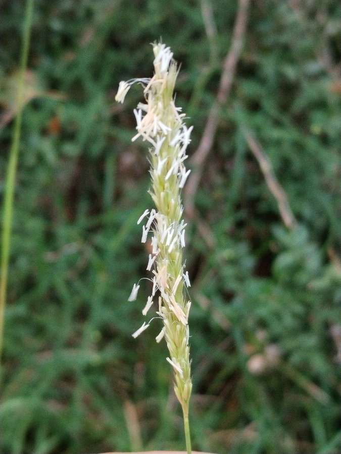 Autumn Moor Grass (Sesleria autumnalis)