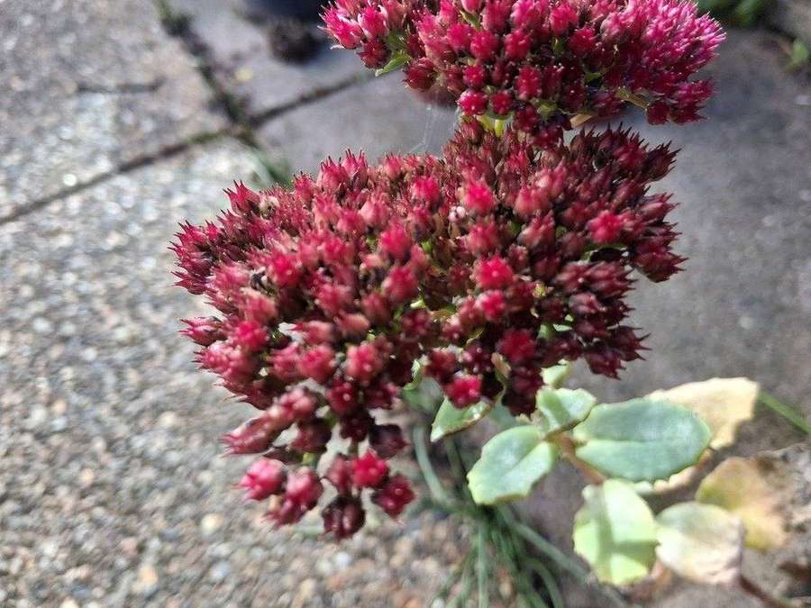 Autumn Stonecrop (Hylotelephium spectabile)
