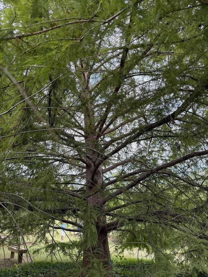 Bald Cypress (Taxodium distichum)