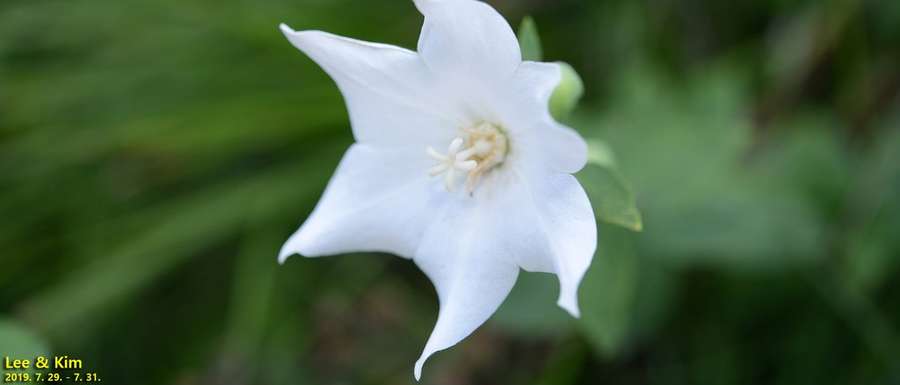 Balloon Flower (Platycodon grandiflorus)