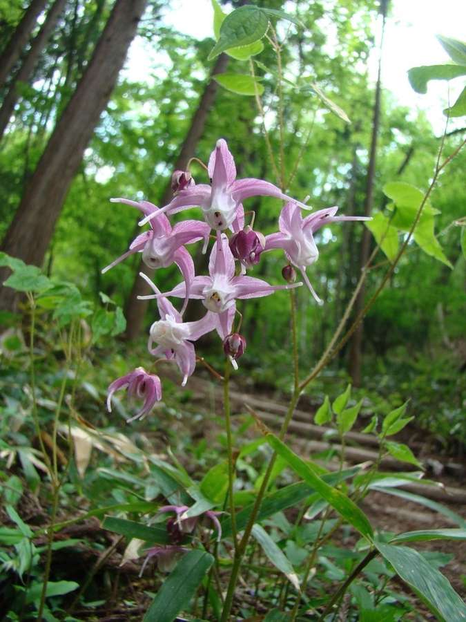 Barrenwort (Epimedium grandiflorum)