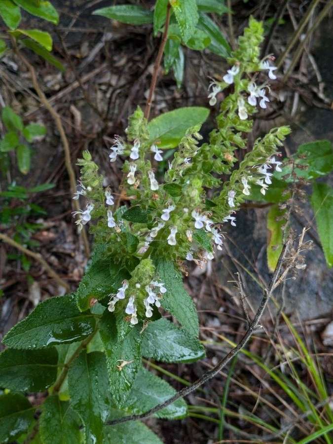Basil in flower