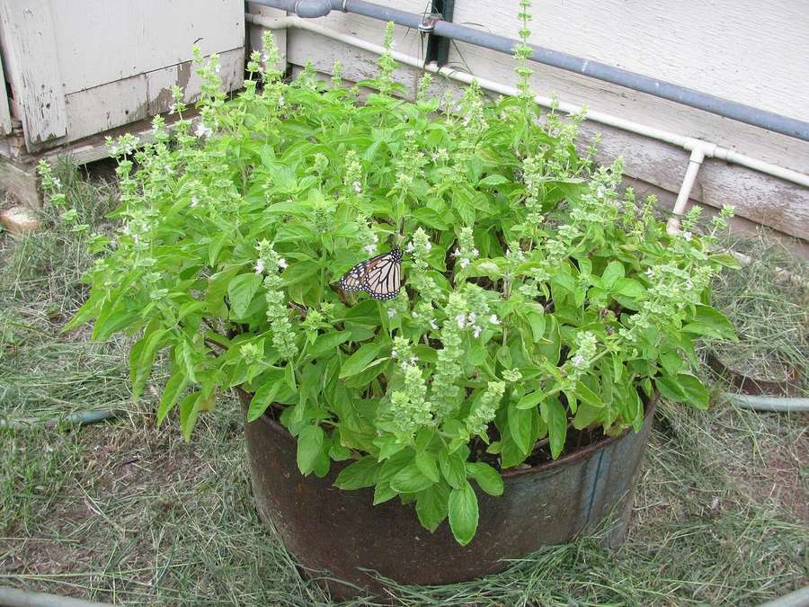Basil (Ocimum basilicum)