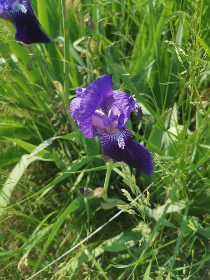 Bearded Iris (Iris germanica)
