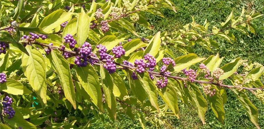 Beautyberry (Callicarpa dichotoma)
