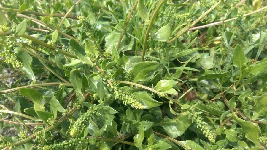 Beet in flower