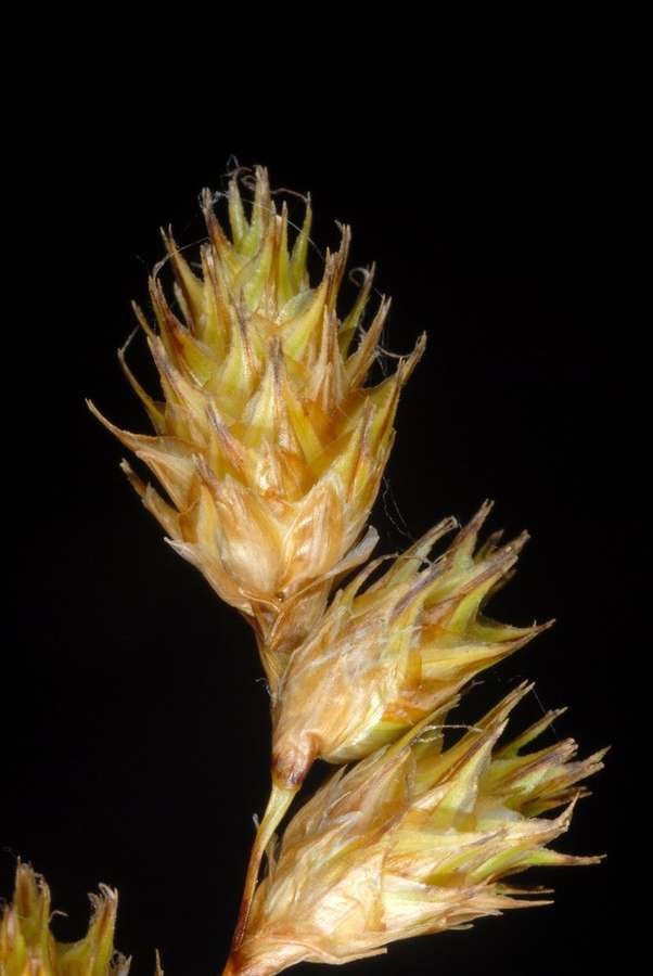Bicknell's Sedge (Carex bicknellii)