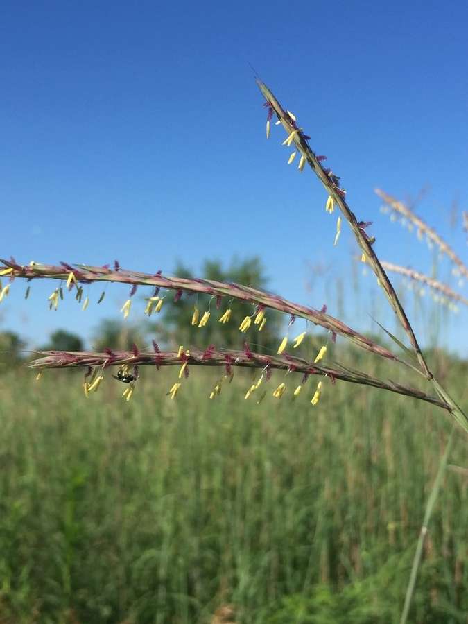 Big Bluestem (Andropogon gerardii)