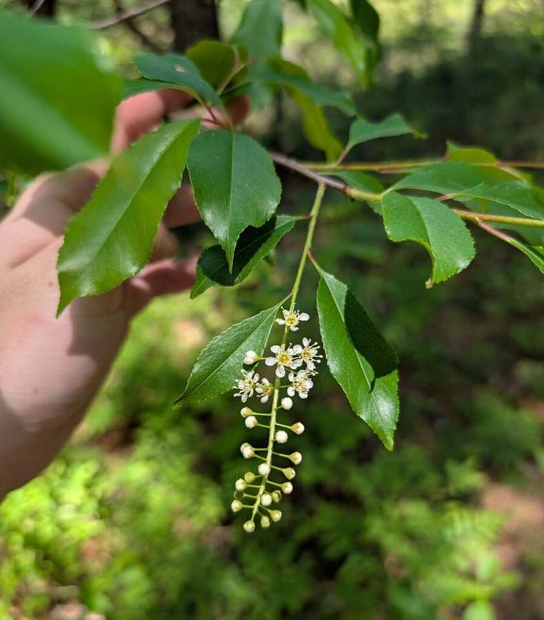 Black Cherry in flower