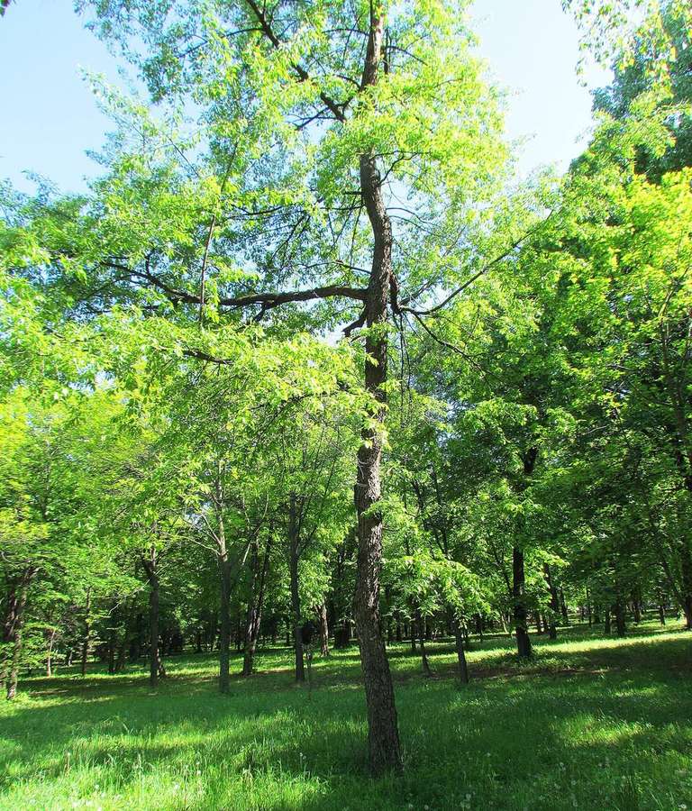 Black Cherry (Prunus serotina)