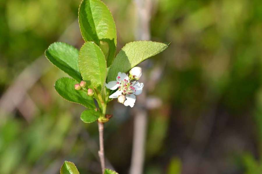 Black Chokeberry in flower