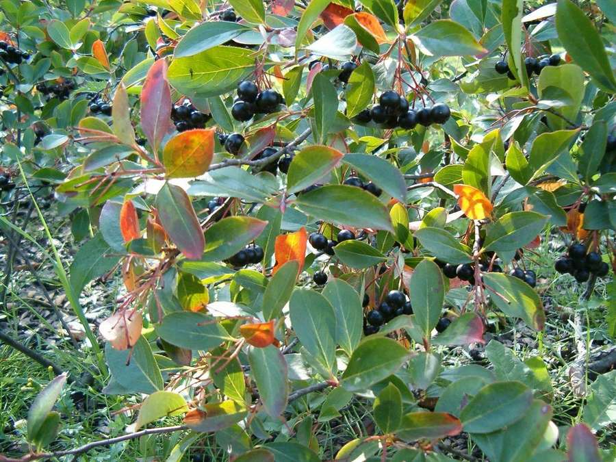 Black Chokeberry (Aronia melanocarpa)