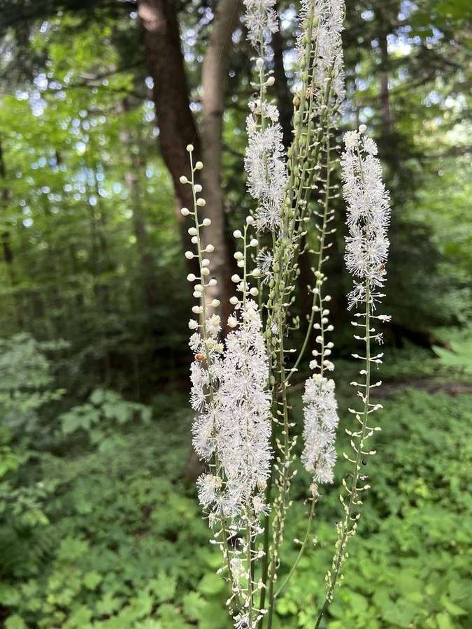 Black Cohosh (Actaea racemosa)