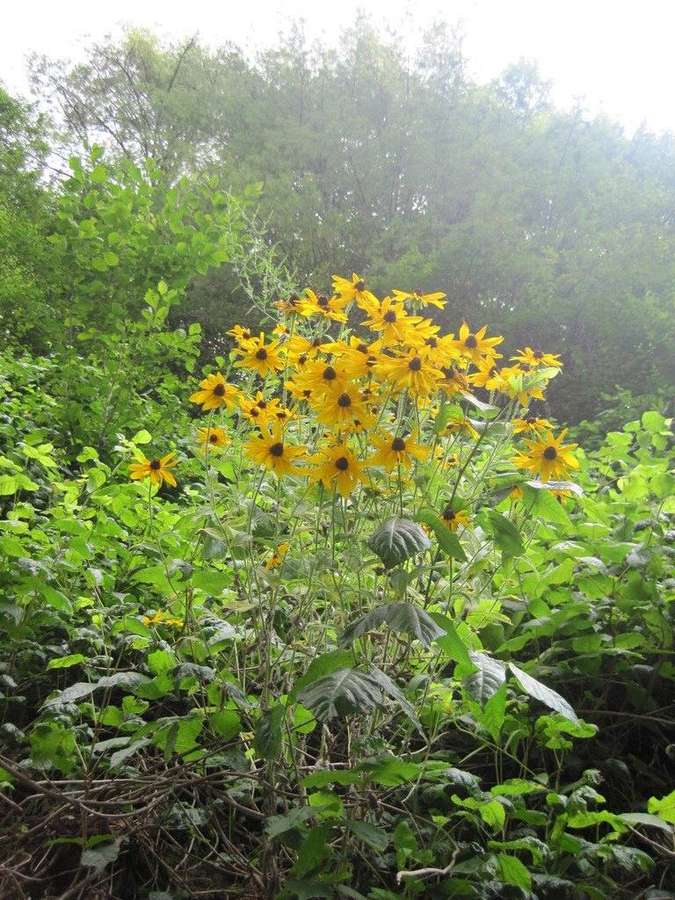 Black Eyed Susan (Rudbeckia hirta)