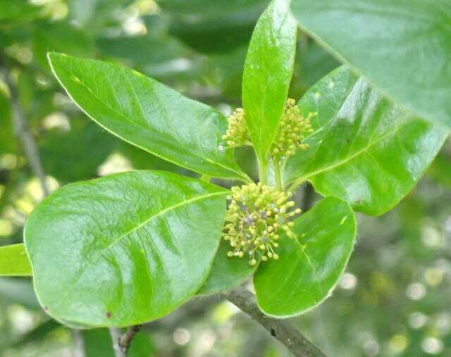Black Gum in flower