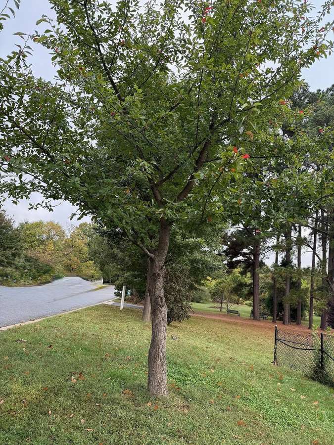 Black Gum (Nyssa sylvatica)