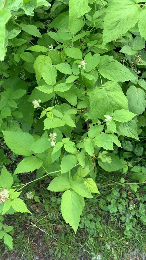 Black Raspberry (Rubus occidentalis)