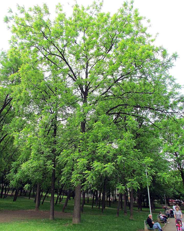Black Walnut (Juglans nigra)